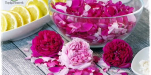 Beitragsbild des Blogbeitrags Rosenblütensirup aus Duftrosen selber herstellen