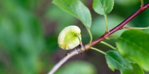 Beitragsbild des Blogbeitrags Narren- oder Taschenkrankheit: verformte Früchte bei Pflaumen, Zwetschgen 