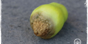 Beitragsbild des Blogbeitrags Blütenendfäule an Tomaten, faule Tomaten: Kalziummangel wegen Hitze