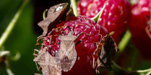Beitragsbild des Blogbeitrags Braune Wanzen an Himbeeren: Beerenwanzen, Lederwanzen bekämpfen, Hausmittel