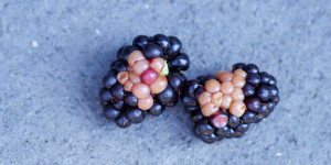 Beitragsbild des Blogbeitrags Brombeeren haben weiße Perlen bzw. helle Stellen 