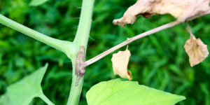 Beitragsbild des Blogbeitrags Kraut- und Braunfäule an Tomaten bekämpfen und vorbeugen mit Natron, Milch und Co