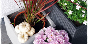 Beitragsbild des Blogbeitrags Herbstpflanzen für Kübel und Balkon, Kooperation