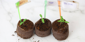 Beitragsbild des Blogbeitrags Tomaten selber ziehen und abhärten
