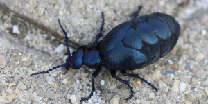 Beitragsbild des Blogbeitrags Der Ölkäfer, ein blau schwarz schillernder Geselle mit dickem Hinterteil 