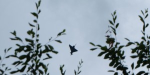 Beitragsbild des Blogbeitrags Bundesheer – Eurofighter-Übung über Flughafen Graz 