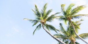 Beitragsbild des Blogbeitrags Wie gesund ist Kokosöl wirklich?