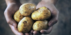 Beitragsbild des Blogbeitrags Sind Kartoffeln gesund? 
