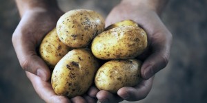 Beitragsbild des Blogbeitrags Sind Kartoffeln gesund?