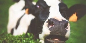 Beitragsbild des Blogbeitrags Sind Pflanzendrinks eine vollwertige Kuhmilch Alternative?