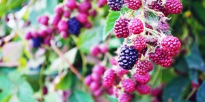 Beitragsbild des Blogbeitrags Heimische Superfoods: regional & gesund