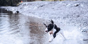 Beitragsbild des Blogbeitrags Laufen mit Hund: Die besten Tipps 
