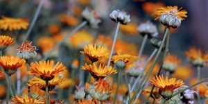 Beitragsbild des Blogbeitrags Ringelblumensalbe selber machen