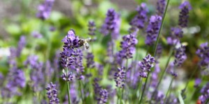 Beitragsbild des Blogbeitrags Warum Bienen immer „More than honey“ sind