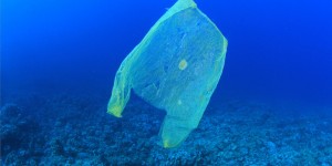 Beitragsbild des Blogbeitrags Einkaufstaschen aus Biokunststoff: ist das die Alternative zu Plastiksackerl? 