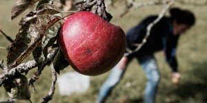 Beitragsbild des Blogbeitrags Lebensmittel sind wertvoll | #reducefoodwaste