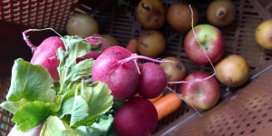 Beitragsbild des Blogbeitrags Das Biokistl vor der Haustüre: verpackungsarm einkaufen bei Adamah Biohof | Werbung