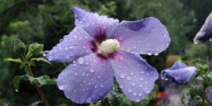 Beitragsbild des Blogbeitrags Insel Mainau im Regen – Ein Tagesausflug an den Bodensee