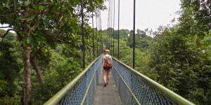 Beitragsbild des Blogbeitrags Geheimtipp in Singapur: TreeTop Walk & wandern am MacRitchie Nature Trail 