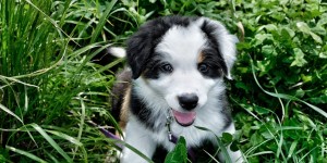 Beitragsbild des Blogbeitrags Chili’s Bucket List: Die ersten gemeinsamen Spaziergänge mit dem Welpen