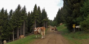 Beitragsbild des Blogbeitrags Panoramaweg Zirbitz – Spaziergang auf der Südseite des Zirbitzkogels