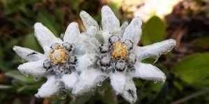 Beitragsbild des Blogbeitrags Wanderung zum Edelweißboden am Trechtling – Zur Edelweißblüte im Juli 