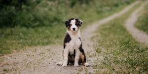 Beitragsbild des Blogbeitrags Prälatenweg in Rein: Ein schattiger Spaziergang nördlich von Graz – Mit dem Welpen (inklusive Fotoshooting)