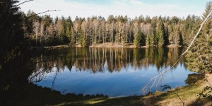 Beitragsbild des Blogbeitrags Spaziergang am Stausee Riedelsbach – mit Hund im Bayrischen Wald 