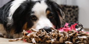 Beitragsbild des Blogbeitrags Futterspiele für den Hund – Indoor Beschäftigung 