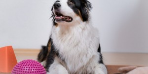 Beitragsbild des Blogbeitrags Indoor Hundetraining – 10  Tipps wie du deinen Hund zu Hause beschäftigen kannst 