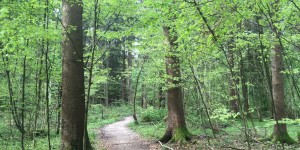 Beitragsbild des Blogbeitrags Na geh – österreichisch