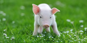 Beitragsbild des Blogbeitrags Schweinehündchen