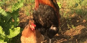 Beitragsbild des Blogbeitrags Doofes Huhn?