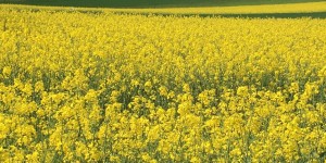 Beitragsbild des Blogbeitrags Blog der Woche „Viel Falten“