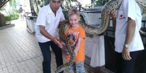 Beitragsbild des Blogbeitrags Snake Farm (Queen Saovabha Memorial Institute) Bangkok
