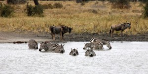 Beitragsbild des Blogbeitrags Der Tarangire Nationalpark: Reisezeit, Tipps und Eindrücke 