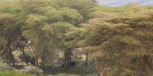 Beitragsbild des Blogbeitrags Warum du unbedingt auf eine Ngorongoro Krater Safari gehen solltest 