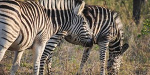 Beitragsbild des Blogbeitrags Game-Drive im Kruger Nationalpark