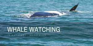 Beitragsbild des Blogbeitrags Whale Watching in Kapstadt, Südafrika – ALLES was ihr Wissen müsst!