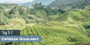 Beitragsbild des Blogbeitrags Cameron Highlands – Teeplantagen, Erdbeerfarmen und mehr