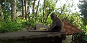 Beitragsbild des Blogbeitrags Affenwald Ubud – Alles über die Tiere, Tollwut, Verhaltensregeln und mehr!