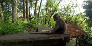 Beitragsbild des Blogbeitrags Affenwald Ubud 2021 – Alles über die Tiere, Tollwut, Verhaltensregeln und mehr! 