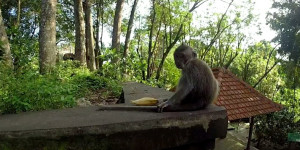Beitragsbild des Blogbeitrags Affenwald Ubud 2024 – Alles über die Tiere, Tollwut, Verhaltensregeln und mehr! 