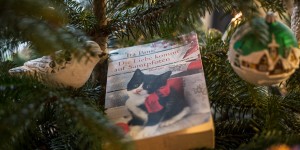 Beitragsbild des Blogbeitrags Die Liebe kommt auf Samtpfoten – Ira Panic