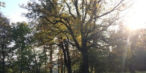 Beitragsbild des Blogbeitrags Wie wir unser Familienleben ein bisschen “grüner” machen