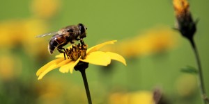 Beitragsbild des Blogbeitrags Massives Insektensterben bedroht unsere Zukunft 