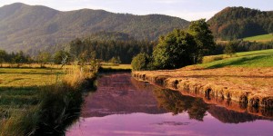 Beitragsbild des Blogbeitrags Profit über alles – zum Leidwesen der Natur