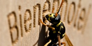 Beitragsbild des Blogbeitrags Mein neues Makroobjektiv Canon EF 100mm F2.8L IS