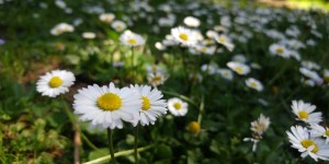 Beitragsbild des Blogbeitrags {Stadtgarten} Natürlicher Dünger einfach selbst gemacht