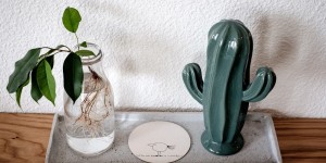 Beitragsbild des Blogbeitrags Ficus im Glas 